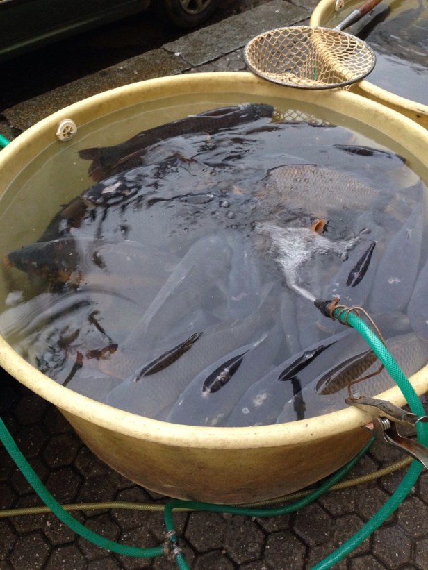 Czech Christmas Carp